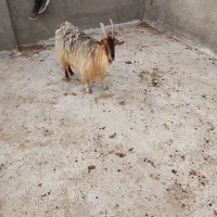 بز استاق
