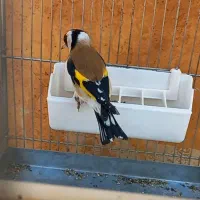 تعدادی سهره سرخ پس سر سفید امسال بخون