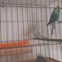 مرغ عشق|پرنده|اردبیل, |دیوار