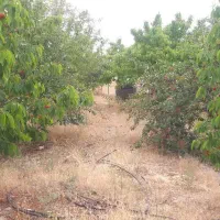 زمین در باغستان ثامن
