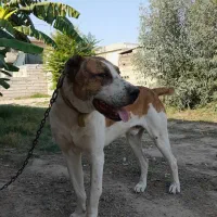 سگ افغان البای بسیار خوشگل|سگ|گنبد کاووس, |دیوار