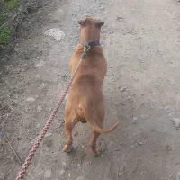 سگ پیتبول ۱۰ ماهه همه واکسنا زده شده قیمت توافقی