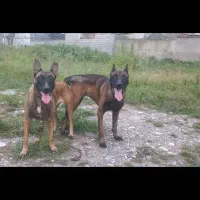 واگذاری مالینیوز ماده