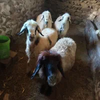 میش ترکی|حیوانات مزرعه|چنارود, |دیوار