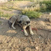 گم شده سگ ماده توله داره|سگ|میاندوآب, |دیوار