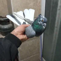 کفتر پرشی غریب گیری