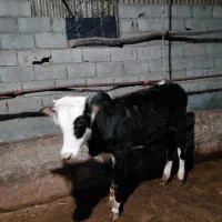 گوساله محلی نر