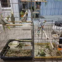 عروس هلندی|پرنده|تاکستان, |دیوار