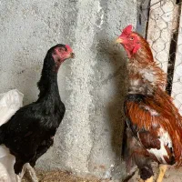 فروشی|حیوانات مزرعه|رامسر, |دیوار