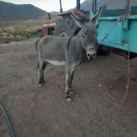 تعداد زیادی الاغ  درشت و هیکلی ماده و نر|حیوانات مزرعه|کنگاور, |دیوار