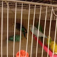 قفس پرنده مرغ عشق عروس و..|لوازم جانبی حیوانات|مشهد, کوشش|دیوار