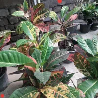 حراج گل به قیمت فاکتور به علت تغییر شغل