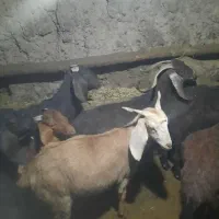 بز ابستن|حیوانات مزرعه|ایجرود, |دیوار