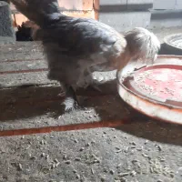 جوجه  تزئینی  لهستانی