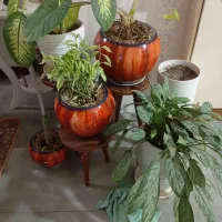 گل و گیاه|گل و گیاه طبیعی|کهریزک, |دیوار