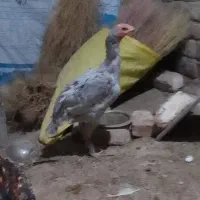 لاری و عروس هلندی سخنگو و مرغ عشق|پرنده|کنگاور, |دیوار