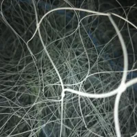 ۷کرد لیخ غباتی و یک عدد موتور برق درحد