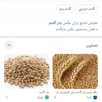 بذرجودیموگندم آبی ودیم گواهی شده دولتی