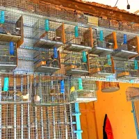 مجموعه سهره مهدی فروش انواع پرندگان زینتی