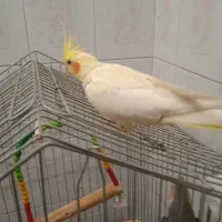 چهار عدد عروس هلندی همراه با قفس بزرگ