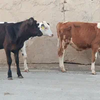 گاو یا گوساله نر سیمنتال 3 عدد