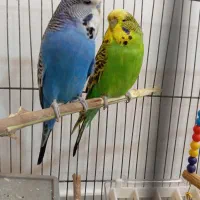 یک جفت مرغ عشق هلندی|پرنده|تبریز, |دیوار