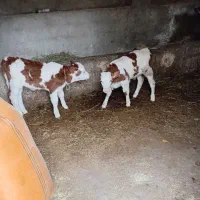 گوساله نر وماده