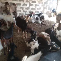 بز تیشتر