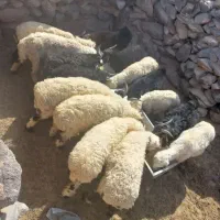 گوسفند‌سبک‌|حیوانات مزرعه|مشهد, طرق|دیوار