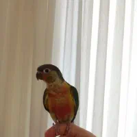 گرینچیک یلوساید