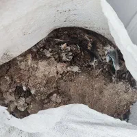 کود کفتر|گل و گیاه طبیعی|قیامدشت - خاورشهر, |دیوار