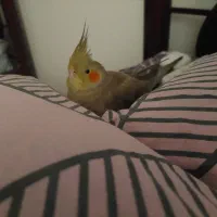 عروس هلندی گمشده