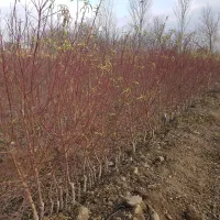 فروش انواع نهال بادام دیرگل اصلاح شده|گل و گیاه طبیعی|نیشابور, فردوس شمالی|دیوار