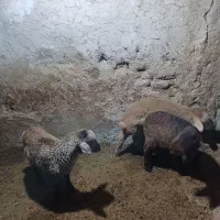 میش بره دار|حیوانات مزرعه|شیروان (خراسان), |دیوار