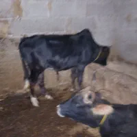 ورزا کوله گاو شکمدار|حیوانات مزرعه|رشت, حومه رشت|دیوار