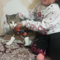 واگذاری رایگان گربه|گربه|هشتگرد, هشتگرد قدیم|دیوار