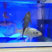 ماهی و اکواریوم|ماهی|تهران, جوادیه تهرانپارس|دیوار