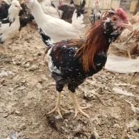 تخم نطفه دار جوجه گلین خالص|حیوانات مزرعه|یزد, |دیوار