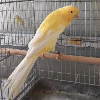 قناری رسمی بلند/موزائیکی/سوخته|پرنده|تهران, اتابک|دیوار
