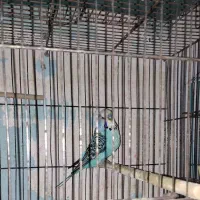 پرنده فروش فوری|پرنده|بندر انزلی, آذربایجان|دیوار