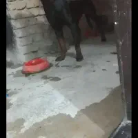 رتوایلر اصیل ماده|سگ|فاضل آباد, |دیوار