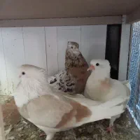 کفتر با اصالت|پرنده|مشکیندشت, |دیوار