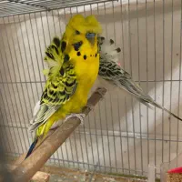 مرغ عشق|پرنده|یزد, |دیوار