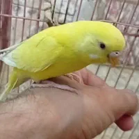 مرغ عشق لوتینو|پرنده|بندر امام خمینی, |دیوار