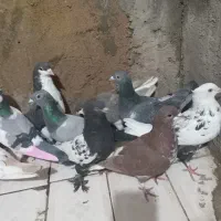 شیراز|پرنده|شیراز, کوشک میدان|دیوار