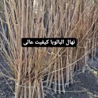 پسته پیوندی / صنوبر/ موندراپ/ فرانسیس|خدمات باغبانی و درختکاری|بیلوار, |دیوار