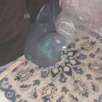 کفتر گرفتنی و...|پرنده|قم, باغ شازده|دیوار