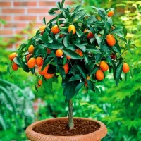 فروش نهال میوه کامکوات ولامکوات ژوستابری