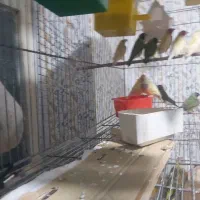 فنج گلدین همه بالغ|پرنده|فومن, |دیوار