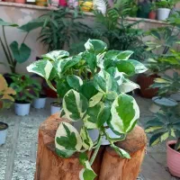 فروش گل از ۴۰ تومان تا ۱۵۰ تومان|گل و گیاه طبیعی|شاهرود, |دیوار